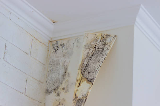 Best Residential Mold Inspection & Testing  in Kensett, AR